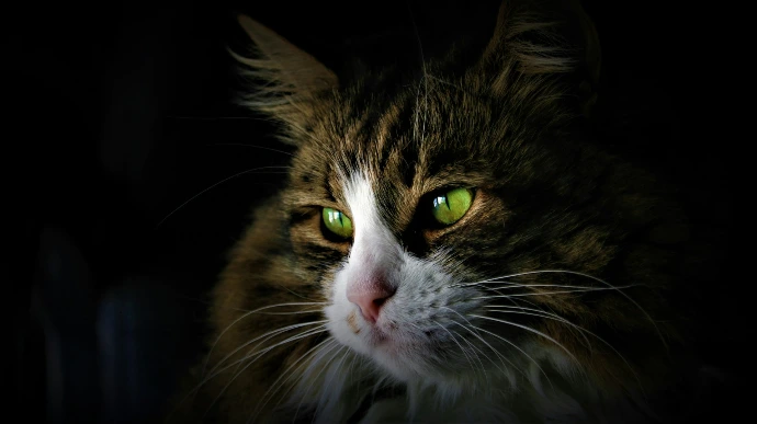 a close up of a cat with green eyes
